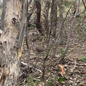 Phaps chalcoptera at Chifley, ACT - 1 Aug 2020