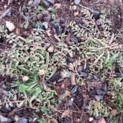 Calandrinia eremaea at Majura, ACT - 1 Aug 2020