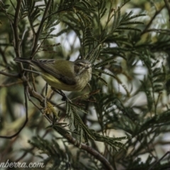 Smicrornis brevirostris (Weebill) at Deakin, ACT - 25 Jul 2020 by JonSteinbeck