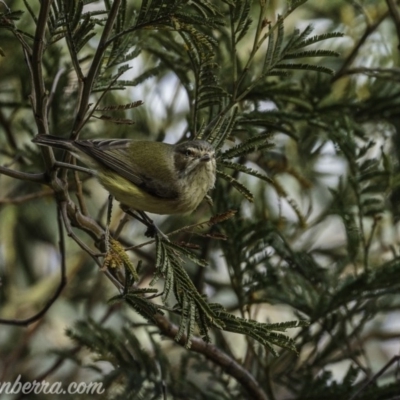 Smicrornis brevirostris (Weebill) at Deakin, ACT - 25 Jul 2020 by JonSteinbeck