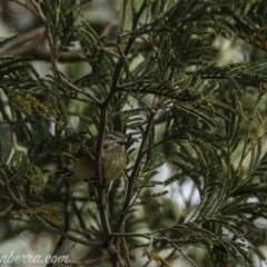 Smicrornis brevirostris at Deakin, ACT - 25 Jul 2020 12:01 PM