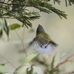 Smicrornis brevirostris at Deakin, ACT - 25 Jul 2020 12:01 PM