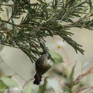 Smicrornis brevirostris at Deakin, ACT - 25 Jul 2020 12:01 PM