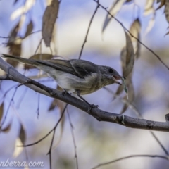 Pachycephala pectoralis (Golden Whistler) at Hughes, ACT - 17 Jul 2020 by JonSteinbeck