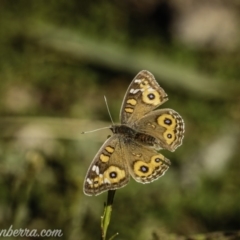 Junonia villida (Meadow Argus) at Hughes, ACT - 17 Jul 2020 by JonSteinbeck