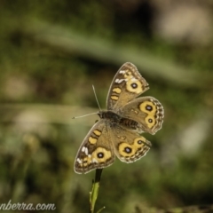 Junonia villida (Meadow Argus) at Hughes, ACT - 17 Jul 2020 by BIrdsinCanberra