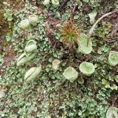 Cladonia sp. (genus) (Cup Lichen) at Holt, ACT - 1 Aug 2020 by tpreston