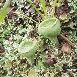 Cladonia sp. (genus) at Holt, ACT - 1 Aug 2020