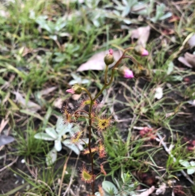 Drosera auriculata (Tall Sundew) at Budgong, NSW - 30 Jul 2020 by Ry