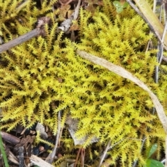 Triquetrella (A trailing moss) at Holt, ACT - 1 Aug 2020 by tpreston