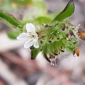 Silene latifolia at Holt, ACT - 1 Aug 2020 11:44 AM