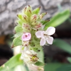 Silene latifolia at Holt, ACT - 1 Aug 2020