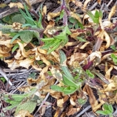 Silene latifolia at Holt, ACT - 1 Aug 2020 11:44 AM