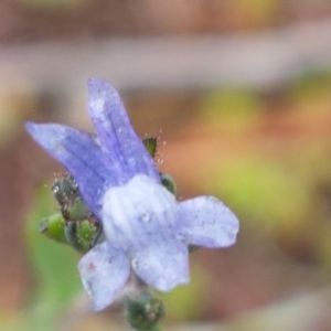 Linaria arvensis at Holt, ACT - 1 Aug 2020