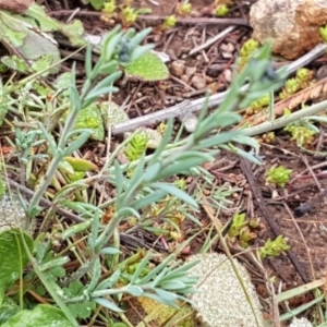 Linaria arvensis at Holt, ACT - 1 Aug 2020 11:48 AM