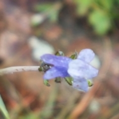 Linaria arvensis at Holt, ACT - 1 Aug 2020 11:48 AM