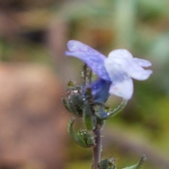 Linaria arvensis at Holt, ACT - 1 Aug 2020 11:48 AM