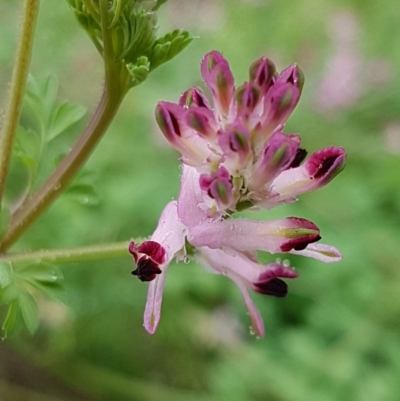 Fumaria sp. (Fumitory) at Holt, ACT - 1 Aug 2020 by tpreston