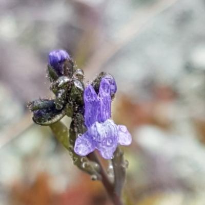 Linaria arvensis (Corn Toadflax) at Holt, ACT - 1 Aug 2020 by trevorpreston