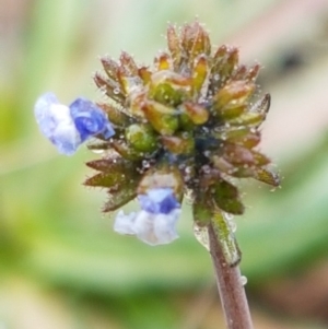 Linaria arvensis at Holt, ACT - 1 Aug 2020 12:06 PM