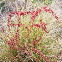 Rumex acetosella (Sheep Sorrel) at Holt, ACT - 1 Aug 2020 by trevorpreston