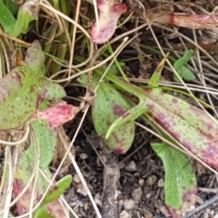 Rumex acetosella at Holt, ACT - 1 Aug 2020 12:08 PM