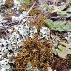 Cladia aggregata at Holt, ACT - 1 Aug 2020 12:10 PM