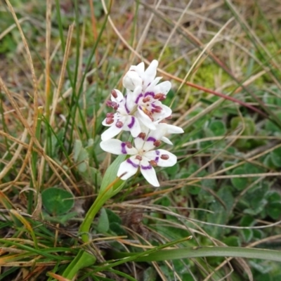 Wurmbea dioica subsp. dioica (Early Nancy) at Franklin, ACT - 1 Aug 2020 by JanetRussell