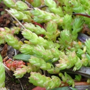 Crassula sieberiana at Franklin, ACT - 1 Aug 2020