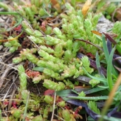 Crassula sieberiana at Franklin, ACT - 1 Aug 2020