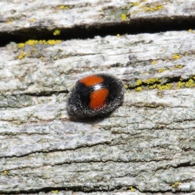 Diomus notescens (Little two-spotted ladybird) at ANBG - 28 Jul 2020 by TimL