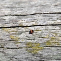 Diomus notescens at Acton, ACT - 28 Jul 2020