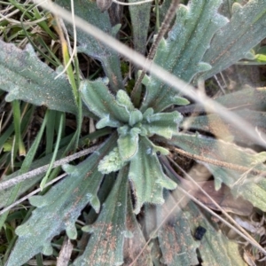 Plantago varia at Hughes, ACT - 1 Aug 2020