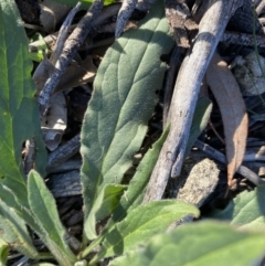 Cynoglossum australe (Australian Forget-me-not) at Hughes, ACT - 1 Aug 2020 by KL