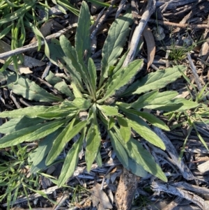 Cynoglossum australe at Hughes, ACT - 1 Aug 2020