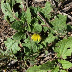 Cymbonotus sp. (preissianus or lawsonianus) (Bears Ears) at Hughes, ACT - 1 Aug 2020 by KL