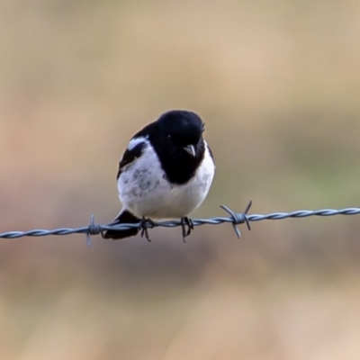 Melanodryas cucullata (Hooded Robin) at Tennent, ACT - 1 Aug 2020 by JohnHurrell