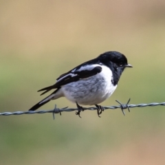 Melanodryas cucullata cucullata at Tennent, ACT - suppressed