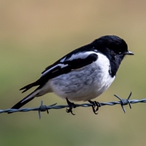 Melanodryas cucullata at Tennent, ACT - 1 Aug 2020