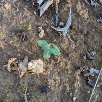 Pterostylidinae (greenhood alliance) (A Greenhood) at Umbagong District Park - 1 Aug 2020 by MattM