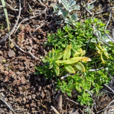 Unidentified Other Wildflower or Herb at Latham, ACT - 1 Aug 2020 by MattM