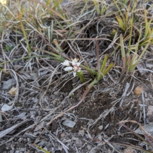 Wurmbea dioica subsp. dioica at Latham, ACT - 1 Aug 2020 02:53 PM