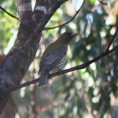 Oriolus sagittatus (Olive-backed Oriole) at Moruya, NSW - 1 Aug 2020 by LisaH