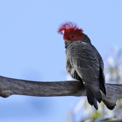 Callocephalon fimbriatum (Gang-gang Cockatoo) at ANBG - 31 Jul 2020 by RodDeb