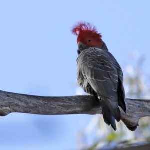 Callocephalon fimbriatum at Acton, ACT - suppressed