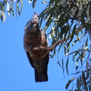 Callocephalon fimbriatum at Acton, ACT - suppressed