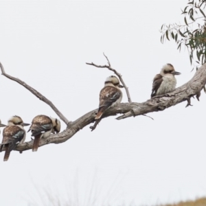 Dacelo novaeguineae at Denman Prospect, ACT - 23 Jul 2020