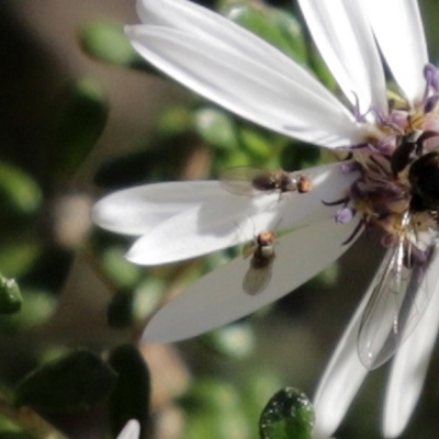Sapromyza sp. (genus) at Acton, ACT - 31 Jul 2020 by RodDeb
