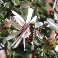 Melangyna viridiceps at Acton, ACT - 31 Jul 2020