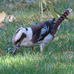 Dacelo novaeguineae (Laughing Kookaburra) at ANBG - 31 Jul 2020 by RodDeb